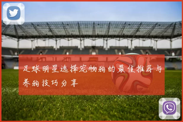 足球明星选择宠物狗的最佳推荐与养狗技巧分享