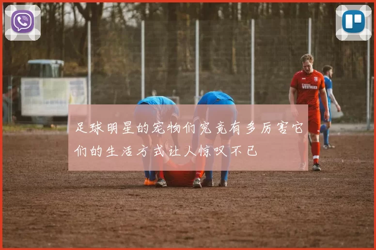 足球明星的宠物们究竟有多厉害它们的生活方式让人惊叹不已